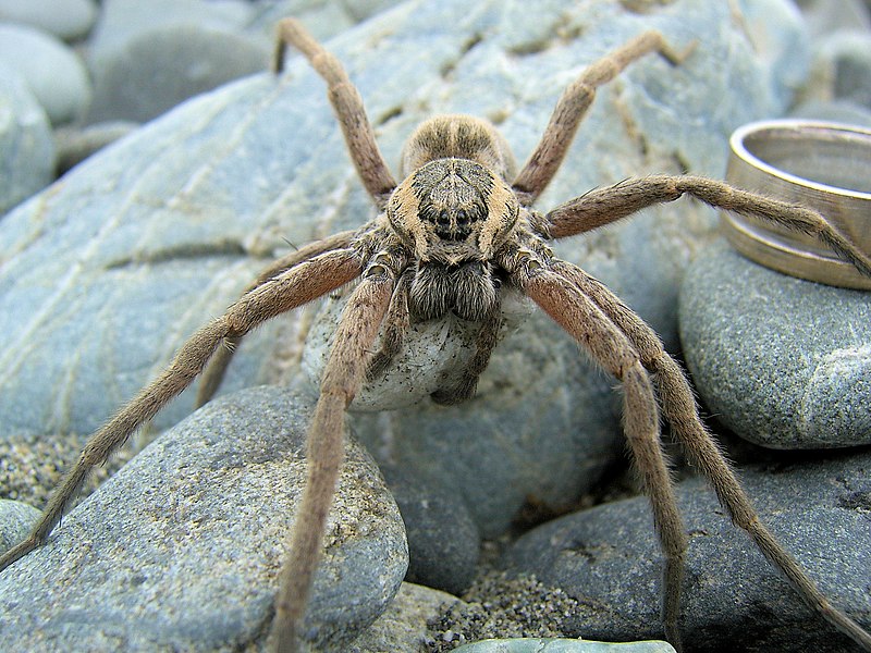 File:Dolomedes aquaticus.jpg