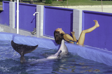 Dolphin imitates the behavior of a human.png