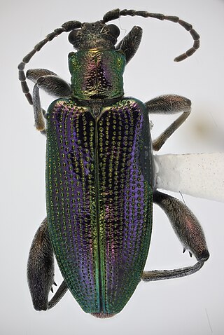 <i>Donacia magnifica</i> Species of beetle