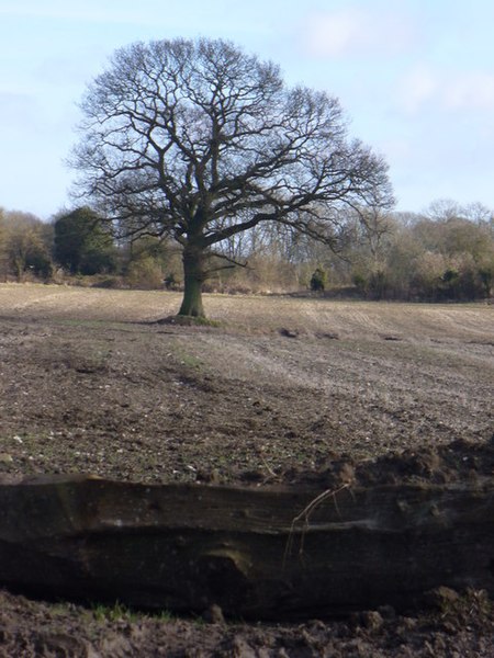 File:Downland Tree - geograph.org.uk - 668307.jpg