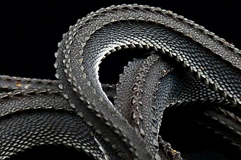 Scalation of Xenodermus javanicus Dragon Snake Scalation.jpg
