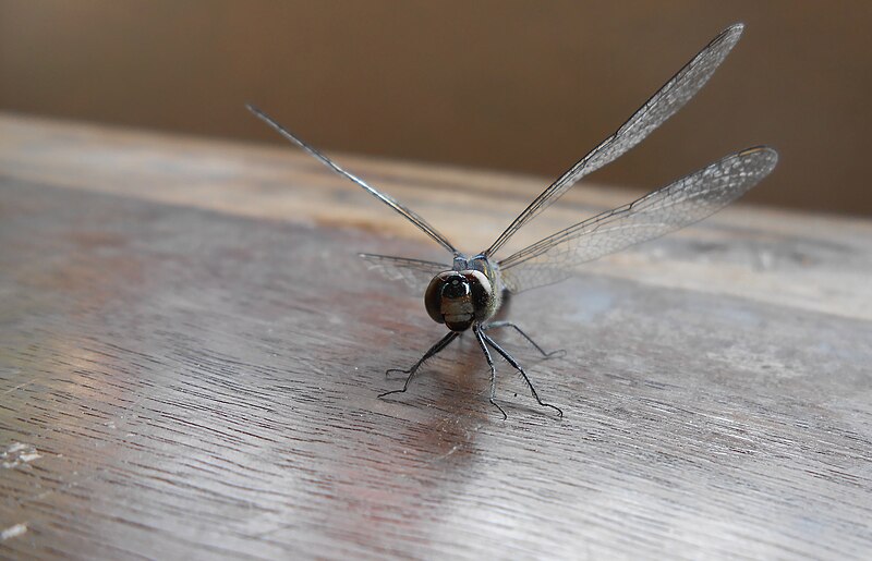 File:Dragonfly on wooden surface.JPG