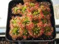 Drosera callistos 'Brookton'