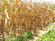 Drought-stressed corn Drought-stressed corn, western Tennessee-Kentucky border.jpg