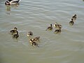 Several juvenile Mallard ducklings, at the lake on Culver Parade, Sandown, Isle of Wight.