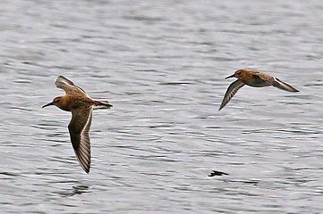 Dunlins Calidris alpina