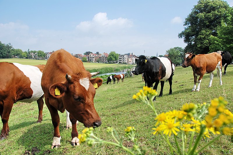 File:Dutch belted cows at Park Sonsbeek meadows in the centre of the city of Arnhem (look the background) - panoramio.jpg