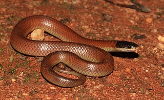 <span class="mw-page-title-main">Dwyer's snake</span> Species of snake