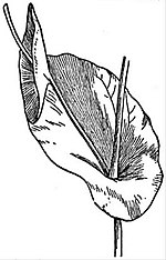EB1911 Leaf - Perfoliate leaf of Bupleurum rotundifolium.jpg