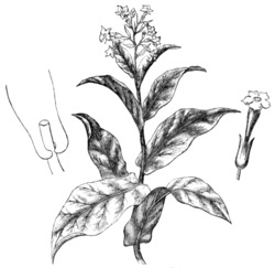 Fig. 1.—Flowering Top of N. Tabacum.