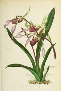 plate 11 Cypripedium lowii Paphiopedilum lowii