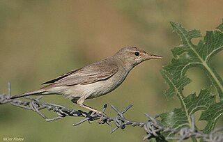 <span class="mw-page-title-main">Eastern olivaceous warbler</span> Species of bird