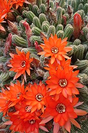 Echinopsis chamaecereus2.jpg