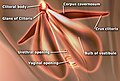 The sub-areas of the clitoris—areas include clitoral glans, body, crura. The vestibular bulbs and corpora cavernosa are also shown.