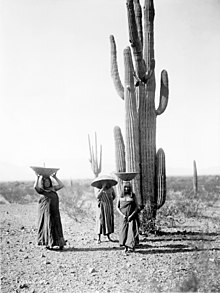 Saguaro gatherers, Maricopa, Arizona, 1907 Edward S. Curtis, Saguaro gatherers, Maricopa, Arizona, 1907.jpg