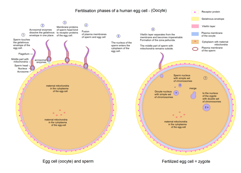 File:Egg cell fertilization - Zygote.png