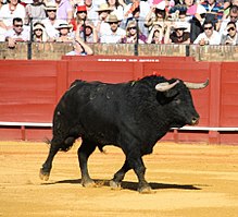 A Spanish Fighting Bull in Seville in April 2009. El Pilar Bull by Alexander Fiske-Harrison, Seville Feria 09.jpg
