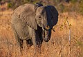 19 Elefante africano de sabana (Loxodonta africana), parque nacional Kruger, Sudáfrica, 2018-07-25, DD 06 uploaded by Poco a poco, nominated by Poco a poco