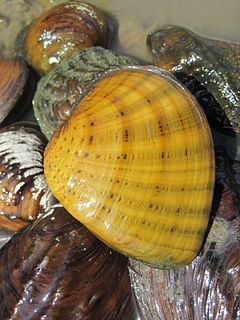 <i>Ellipsaria lineolata</i> species of mollusc