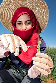 Much of the impact of CGIAR research comes from crop genetic improvement. A field technician at ICARDA's research station in Terbol, Lebanon emasculates a durum wheat spike to prepare for pollination. Emasculation of durum wheat.jpg