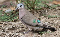 Emerald-spotted Wood Dove, Turtur chalcospilos in Kruger National Park (13877683603).jpg