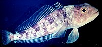 ノトテニア科の1種（Trematomus bernacchii）。ノトテニア亜目は低水温への適応が著しいグループで、50種余りが所属する本科魚類のほぼすべてが南極海とその周辺に固有である