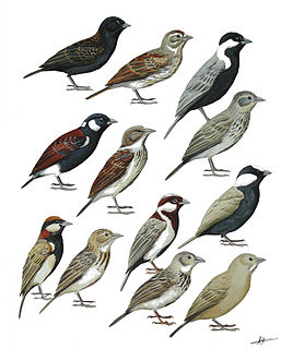 <i>Eremopterix</i> Genus of birds