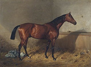 Melton, a Bay Racehorse, in a Stable