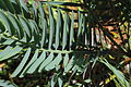 Encephalartos hirsutus-IMG 8805.JPG