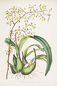 plate 18 Epidendrum alatum Encyclia alata