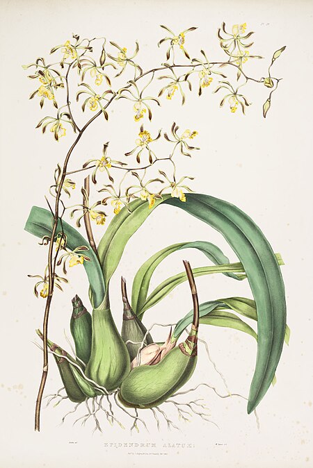 Encyclia