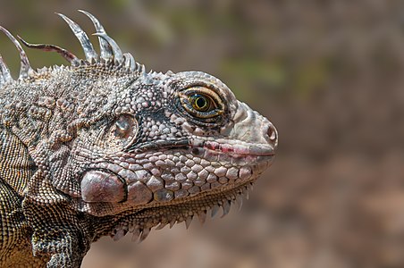 Iguana iguana (Green Iguana)