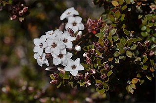 <i>Epacris serpyllifolia</i> Species of flowering plant