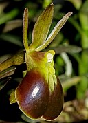 Epidendrum peperomia