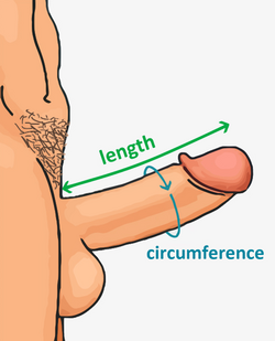 penis mic penisuri mari tânărul și a pierdut erecția