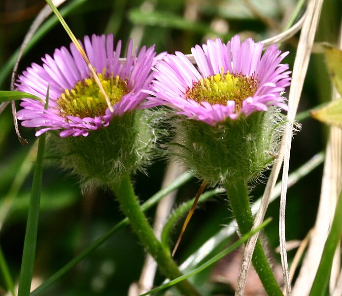 File:Erigeron alpinus ENBLA01.jpg