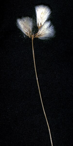 File:Eriophorum gracile NRCS-1.jpg