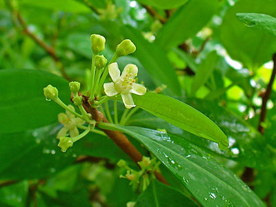 Erythroxylum coca Flower