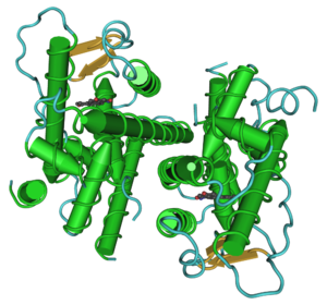 Estrogen receptor