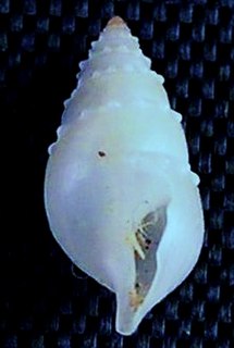 <i>Eubela distincta</i> species of mollusc