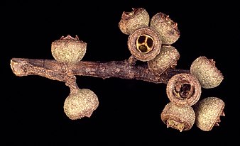 fruit Eucalyptus laevopinea fruit.jpg