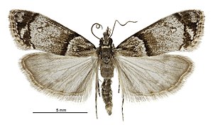 Eudonia choristis male.jpg