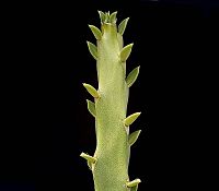 Euphorbia ambroseae
