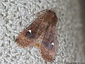 Eupsilia transversa (Hufnagel, 1766)