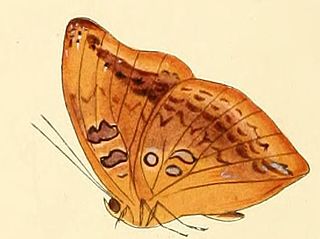 <i>Euryphura plautilla</i> Species of butterfly