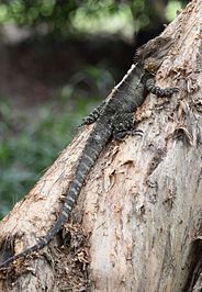 Eastern Water Dragon (Physignathus lesueurii lesueurii), Sinnamon Park, Brisbane, Queensland, Australia