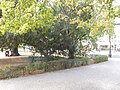 Unauffälliges Stadtgrün am Albertplatz. Hier fahren Tausende Fahrzeuge täglich entlang.