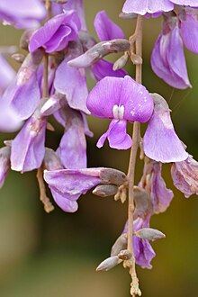 Fabaceae (Cratylia argentea) mor çiçekler (28655379100) .jpg