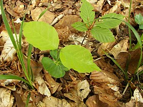 Juvenility in a seedling of European beech. There is a marked difference in shape between the first dark green "seed leaves" and the lighter second pair of leaves. Fagus sylvatica seed 001.jpg