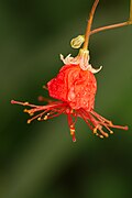 Hibiscus grandidieri